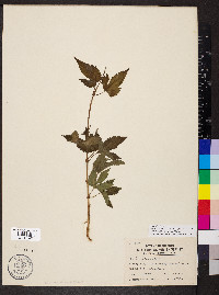 Humulus lupulus image