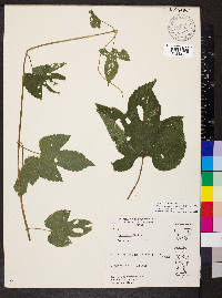 Humulus lupulus image