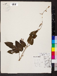 Humulus lupulus image