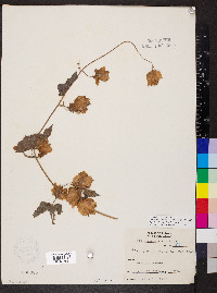 Humulus lupulus var. lupuloides image