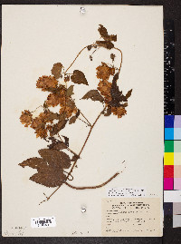 Humulus lupulus var. lupuloides image