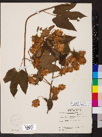 Humulus lupulus image