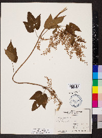 Humulus lupulus image