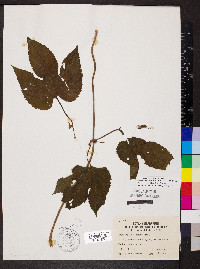 Humulus lupulus var. lupuloides image