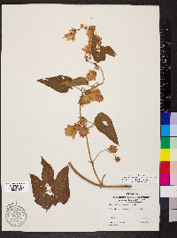 Humulus lupulus var. lupuloides image