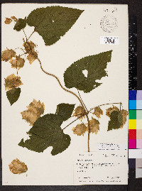 Humulus lupulus var. lupuloides image