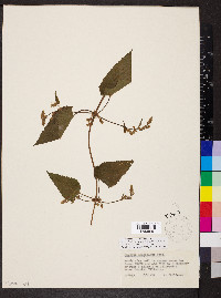 Humulus lupulus var. lupuloides image