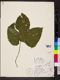 Humulus lupulus var. lupuloides image