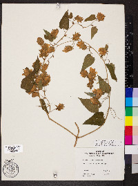 Humulus lupulus var. lupuloides image