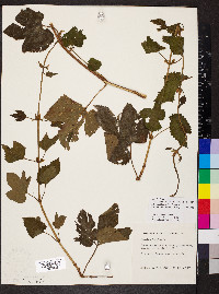 Humulus lupulus image