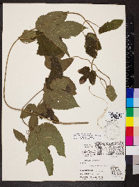 Humulus lupulus image