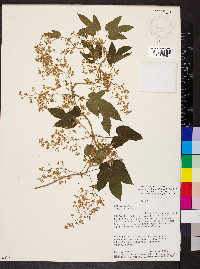 Humulus lupulus image