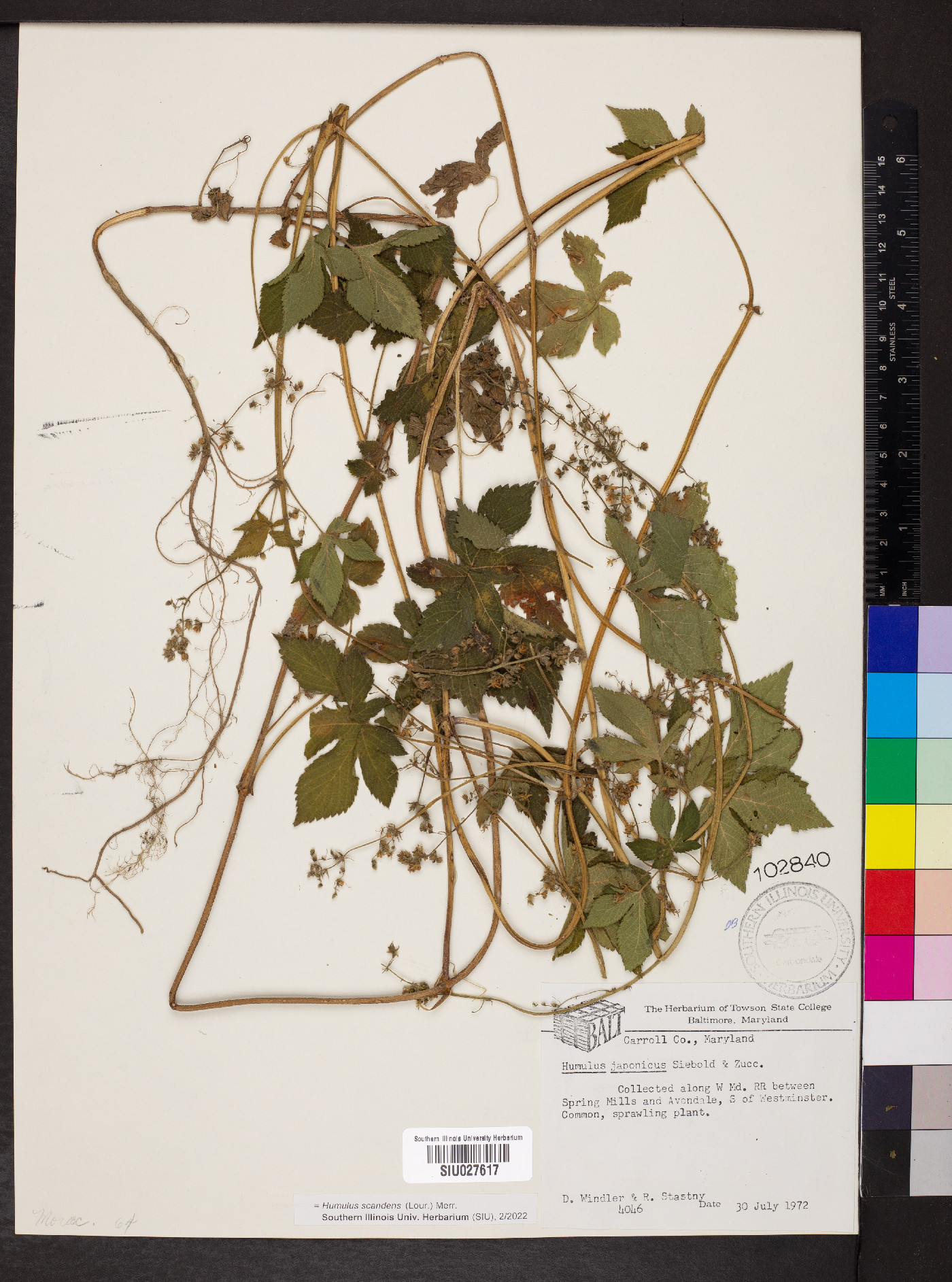 Humulus scandens image