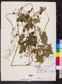 Humulus scandens image