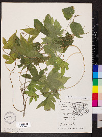 Humulus scandens image