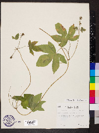 Humulus scandens image