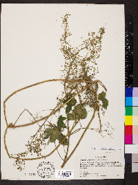 Humulus scandens image