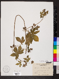 Humulus scandens image