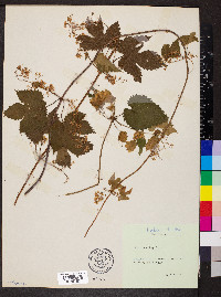 Humulus lupulus image