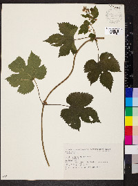 Humulus lupulus image