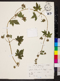 Humulus scandens image