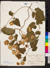 Humulus lupulus image