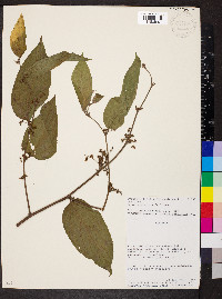 Trema micrantha image
