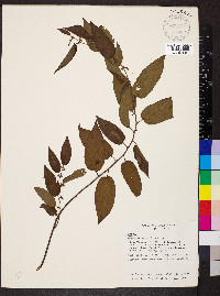 Trema micrantha image