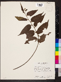 Trema micrantha image