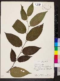 Trema micrantha image