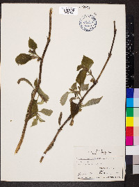 Broussonetia papyrifera image