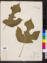 Broussonetia papyrifera image