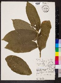 Castilla elastica image
