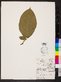 Castilla elastica image