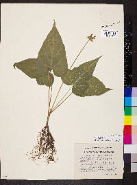 Dorstenia contrajerva image