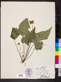 Dorstenia contrajerva image