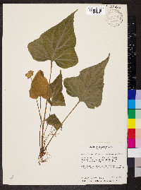 Dorstenia contrajerva image