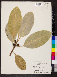 Ficus insipida image