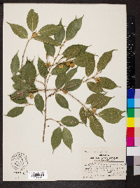 Ficus pertusa image