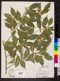 Ficus pertusa image