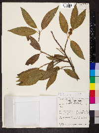 Ficus pertusa image