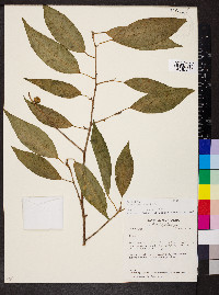 Ficus pertusa image