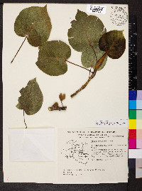 Ficus petiolaris image