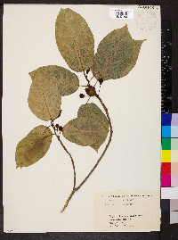 Ficus erecta image