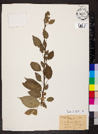 Maclura pomifera image