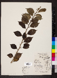 Maclura pomifera image