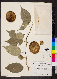 Maclura pomifera image