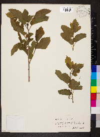 Morus alba image