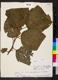 Morus insignis image
