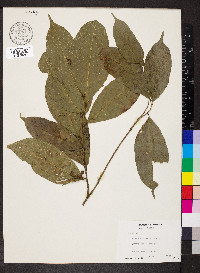 Sorocea affinis image